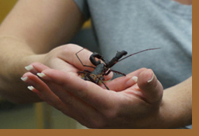 entomology education