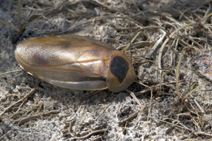 South American Roach