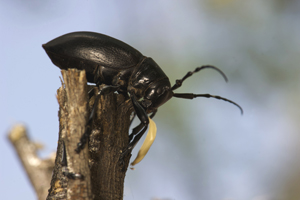 Longhorn Cactus Beetle