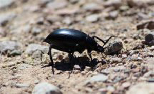 Eleodys Beetle